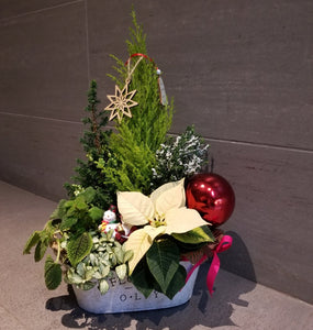 XA125  聖誕植物禮籃